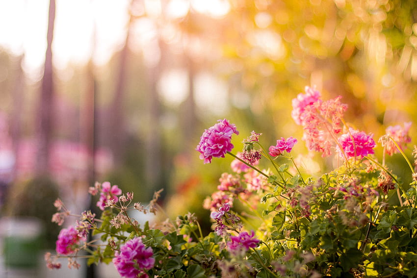 Selective Focus graphy of Pink Petaled Flowers · Stock, Funeral Flowers HD wallpaper