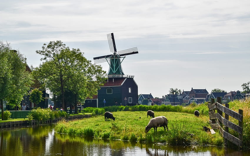 Windmill in Netherlands, Netherlands, sheep, village, windmill, canal, fence HD wallpaper