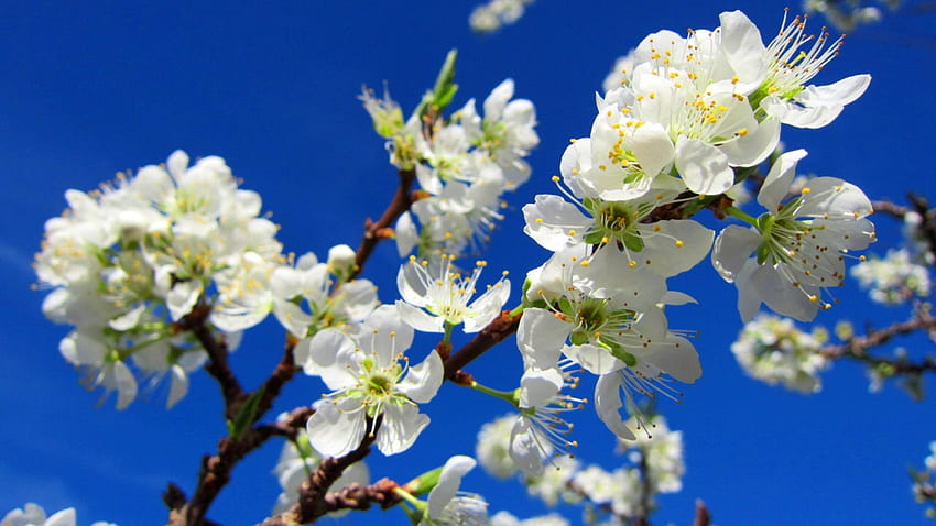 Prunus salicina, cielo blu, prugna orientale, fioritura, montagna Sfondo HD