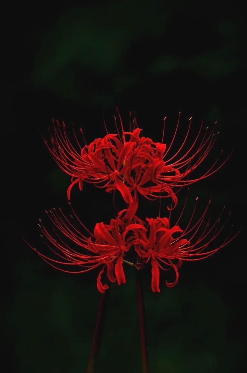 Red Spider Lily , Lycoris Radiata HD phone wallpaper