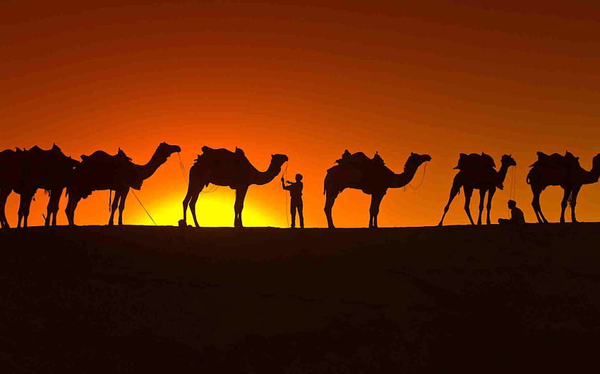 Camel, Desert Saudi Arabia HD wallpaper