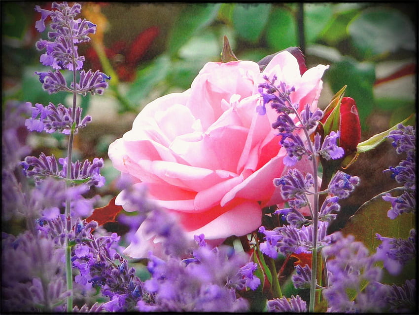 バラ 素敵な自然 ピンク 美しい庭 きれいな香り 花、花のラップトップ 高画質の壁紙