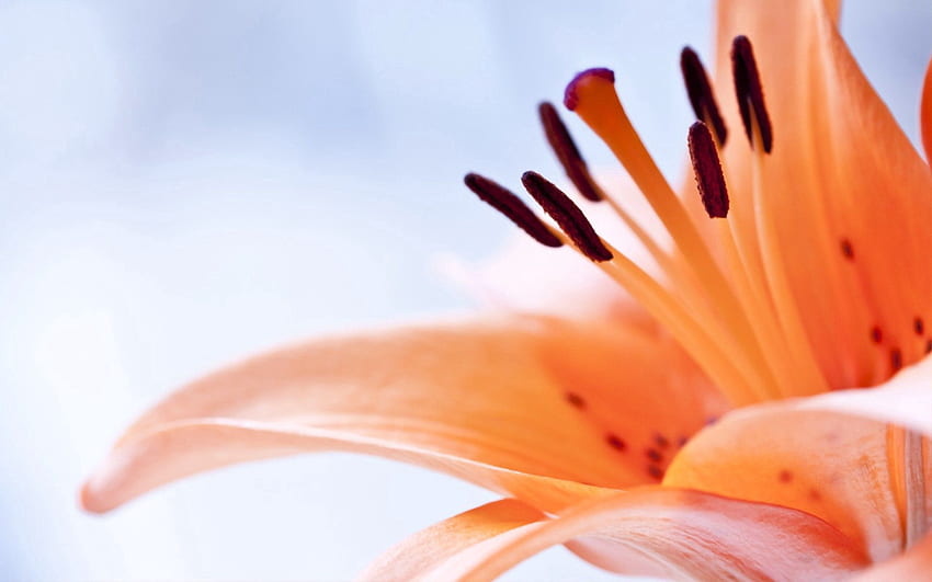 Blume, Makro, Braun, Staubblatt HD-Hintergrundbild