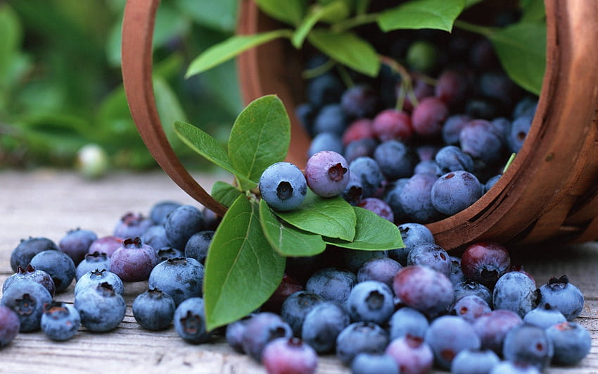 Food, Berry, Scattered, Bucket, Cowberry, Lingonberry HD wallpaper