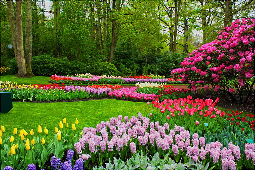 flores de primavera, paisaje de flores de primavera fondo de pantalla