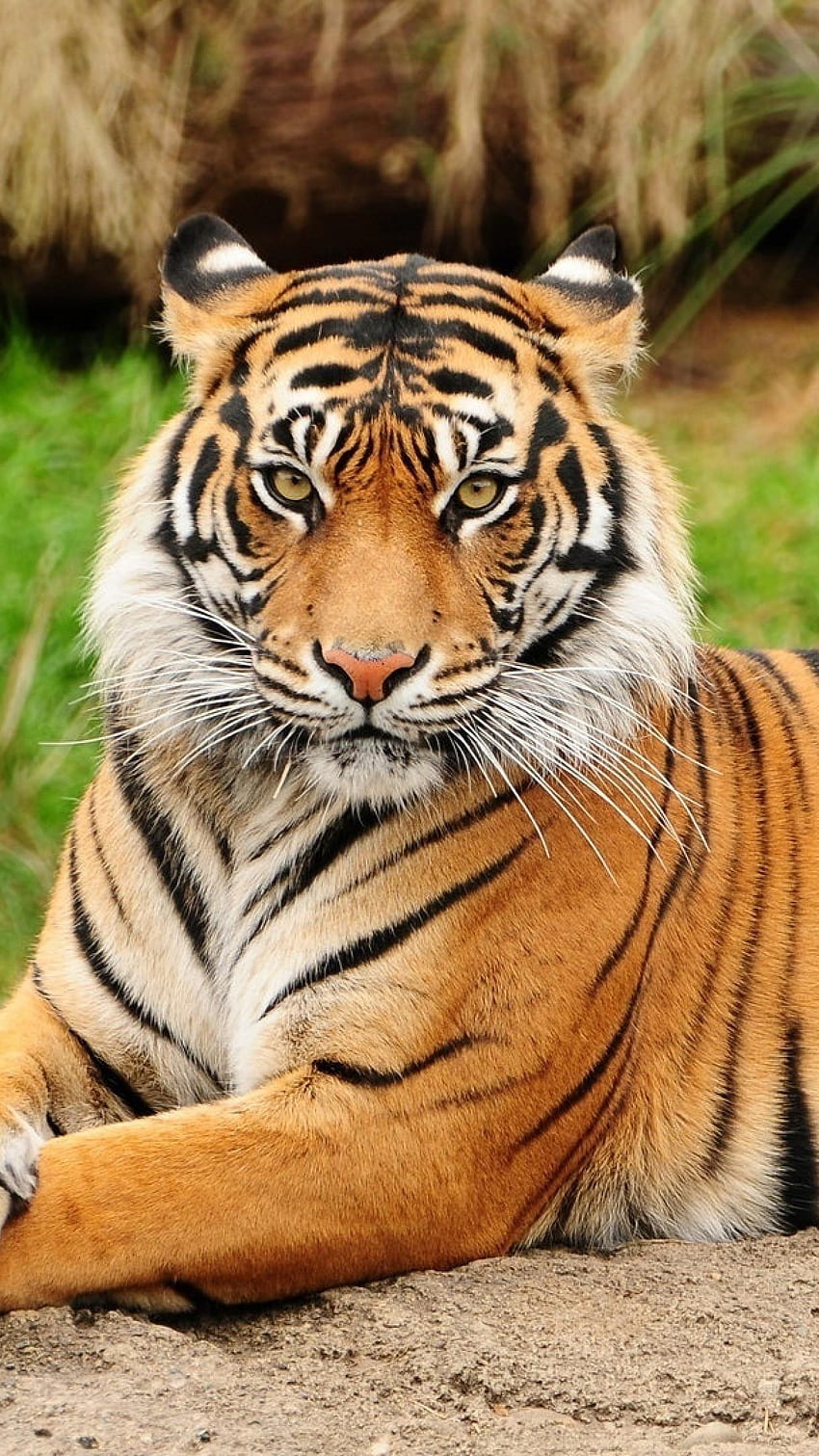 Tiger, Königstiger von Bengalen HD-Handy-Hintergrundbild