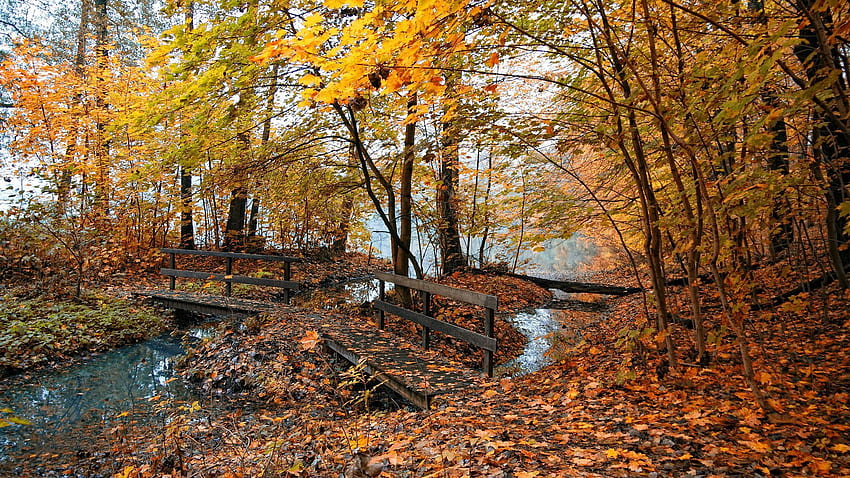 自然, 水, 橋, 木, 秋, 葉, 森林 高画質の壁紙