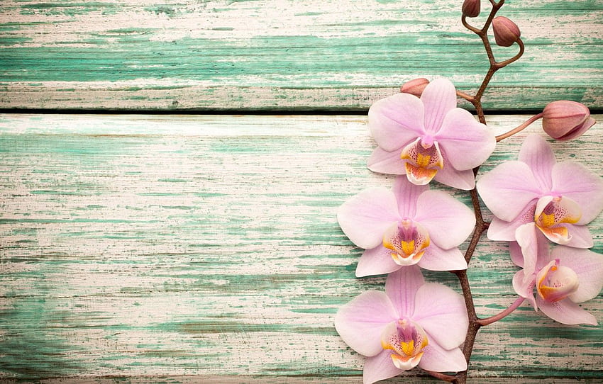 wood, Orchid, pink, flowers, orchid for , section цветы HD wallpaper
