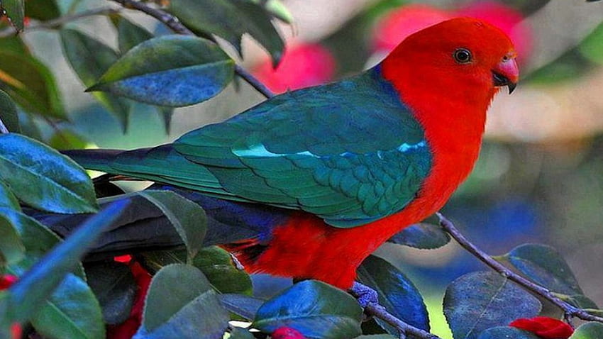 Красива птица на клона, синьо, крила, птици, клон, листа, папагали, зелено, червено, дървета, природа HD тапет