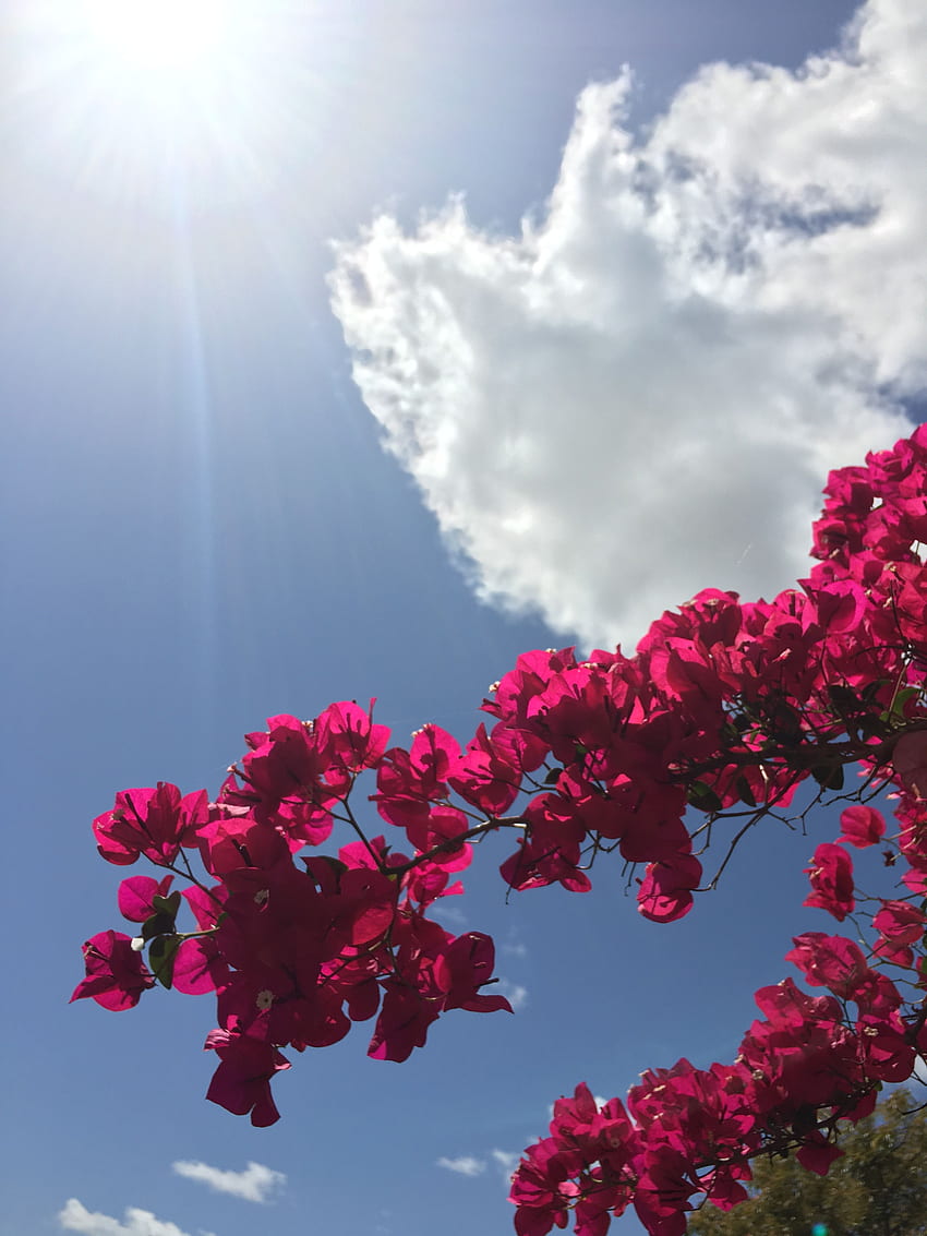 Синьо небе/ . Flower iphone, Sky, Pink Flowers Aesthetic HD тапет за телефон