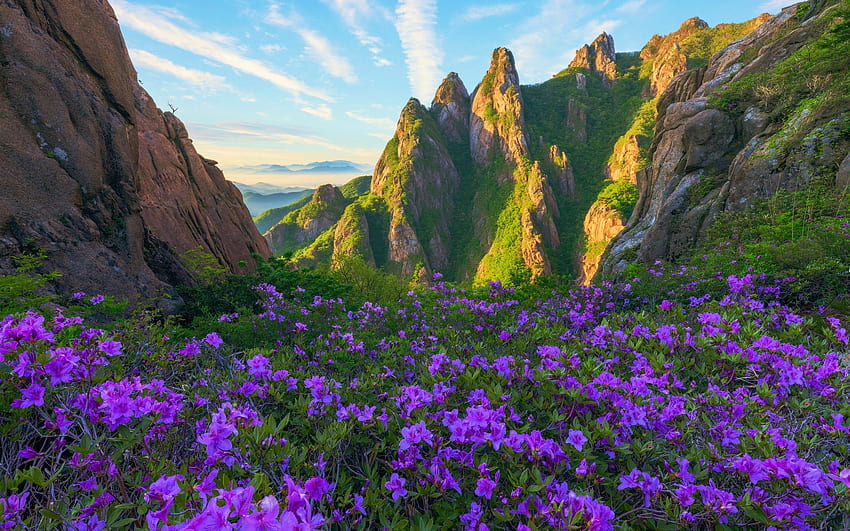 Mañana en Wolchusa, Corea del Sur, flores silvestres, paisaje, nubes, cielo, montañas, salida del sol fondo de pantalla