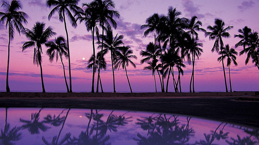 Palmiers violets, palmier frais Fond d'écran HD