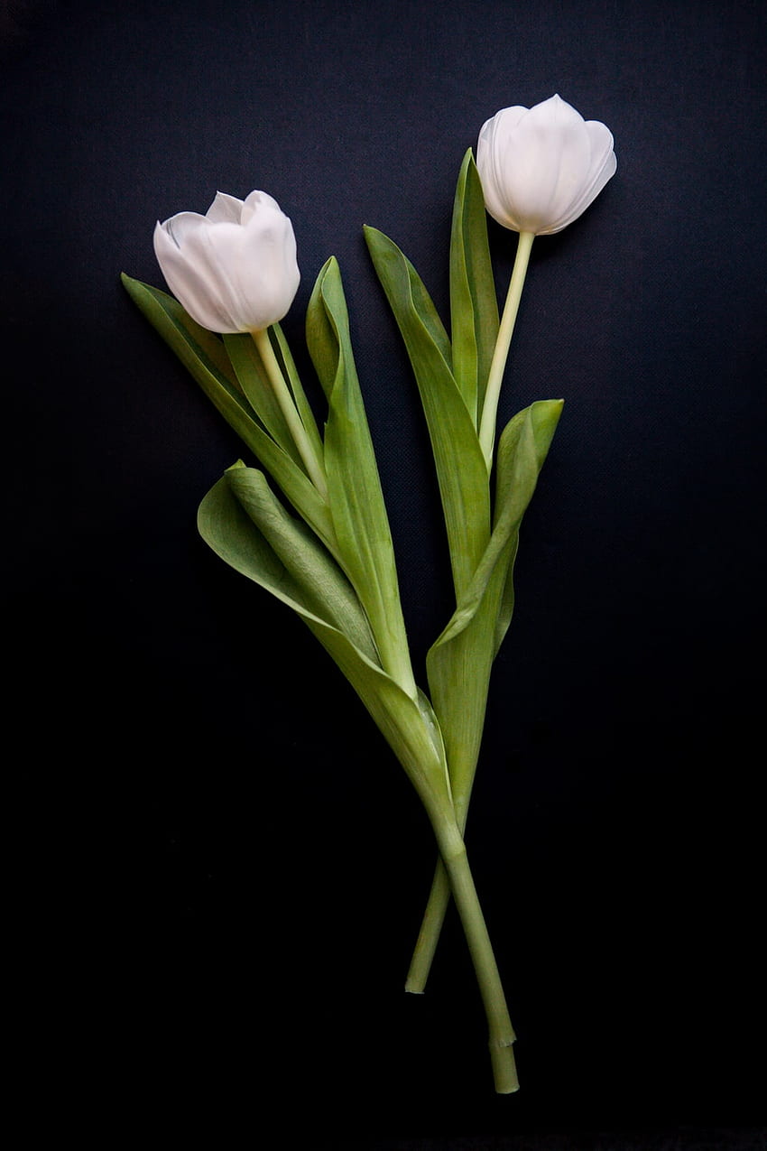 tulipán [], tulipán blanco fondo de pantalla del teléfono