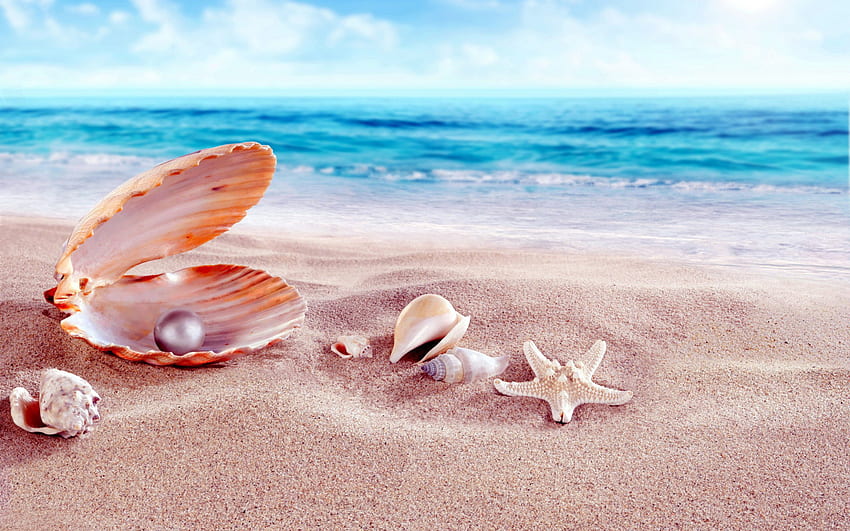 Conchas do mar com miçangas Sandy Beach, Seashell papel de parede HD