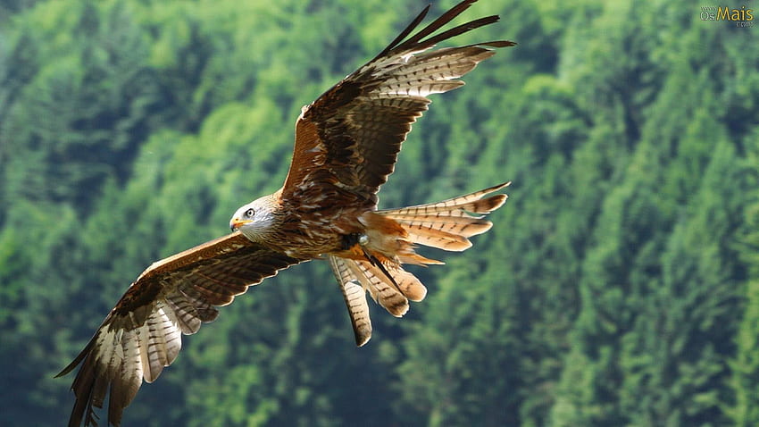 FLY LIKE AN EAGLE - Native American Song Voar Como Águia - legenda fondo de pantalla