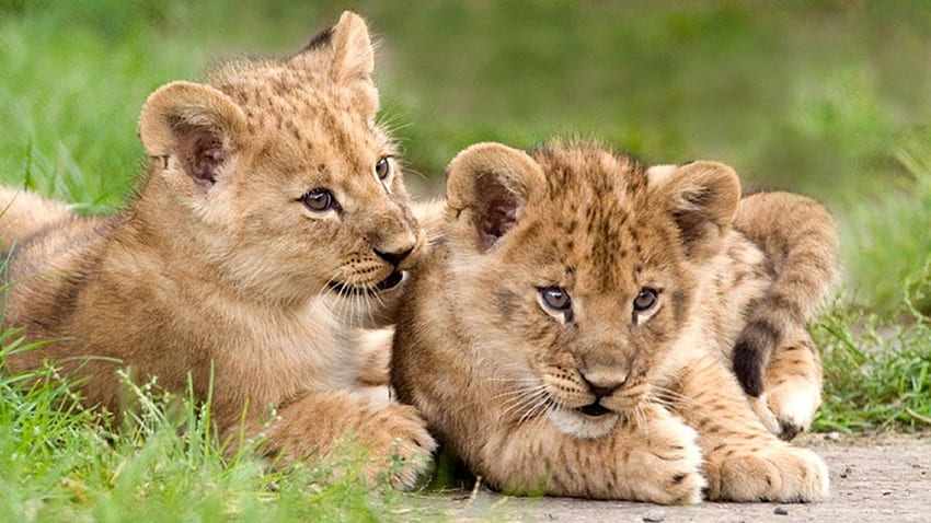 Lion Cubs African ed, Baby Lion Cubs HD wallpaper