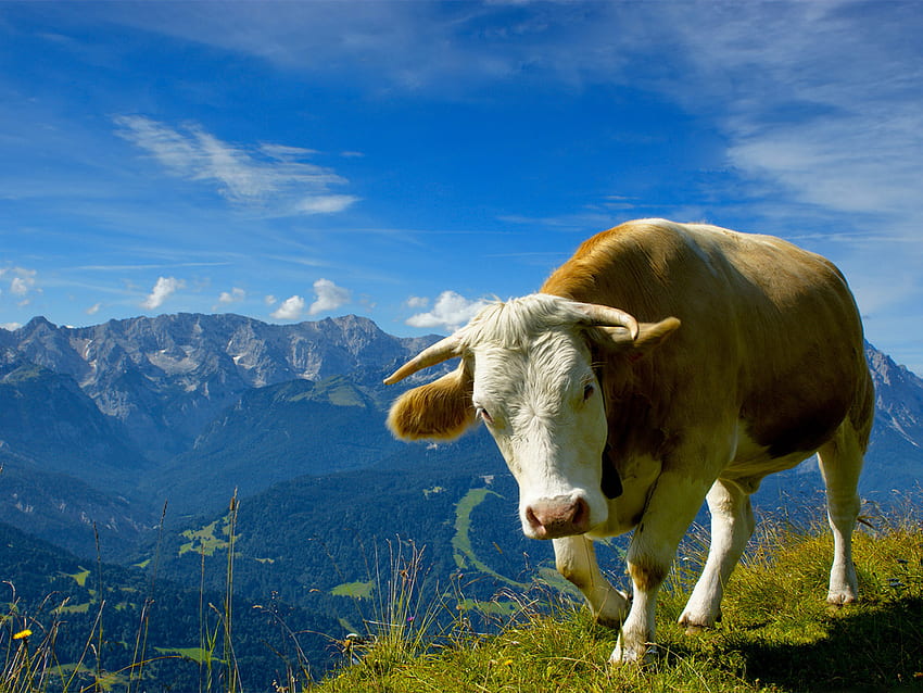 vache sur la montagne, animal, vache, nuages, ciel, herbe, montagne Fond d'écran HD