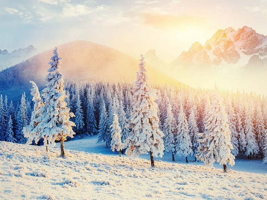 Beautiful winter snow, Pine trees, Landscape, Snowflake, Snow HD wallpaper