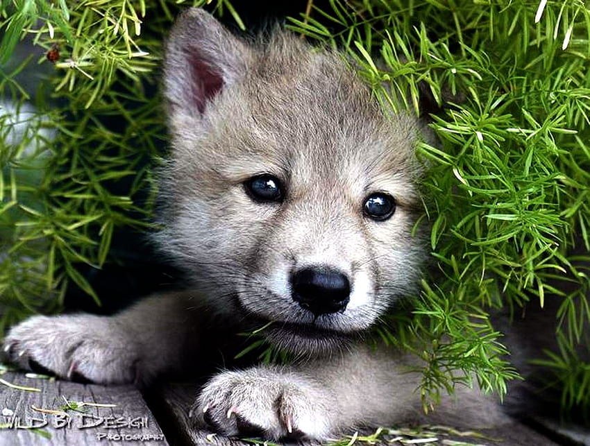 赤ちゃんオオカミ、かわいいオオカミ 高画質の壁紙