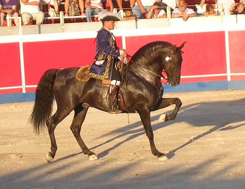 Showing Off, spanish, andalusian, horseback bullfighting, horses, tradition HD wallpaper