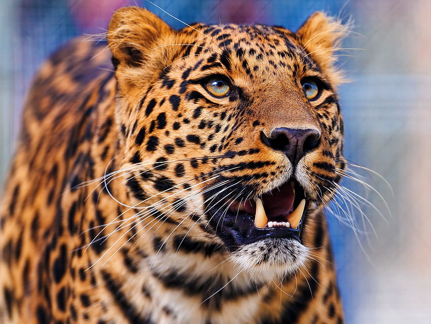 Animali, Leopardo, Aggressione, Muso, Predatore, Vista, Opinione Sfondo HD