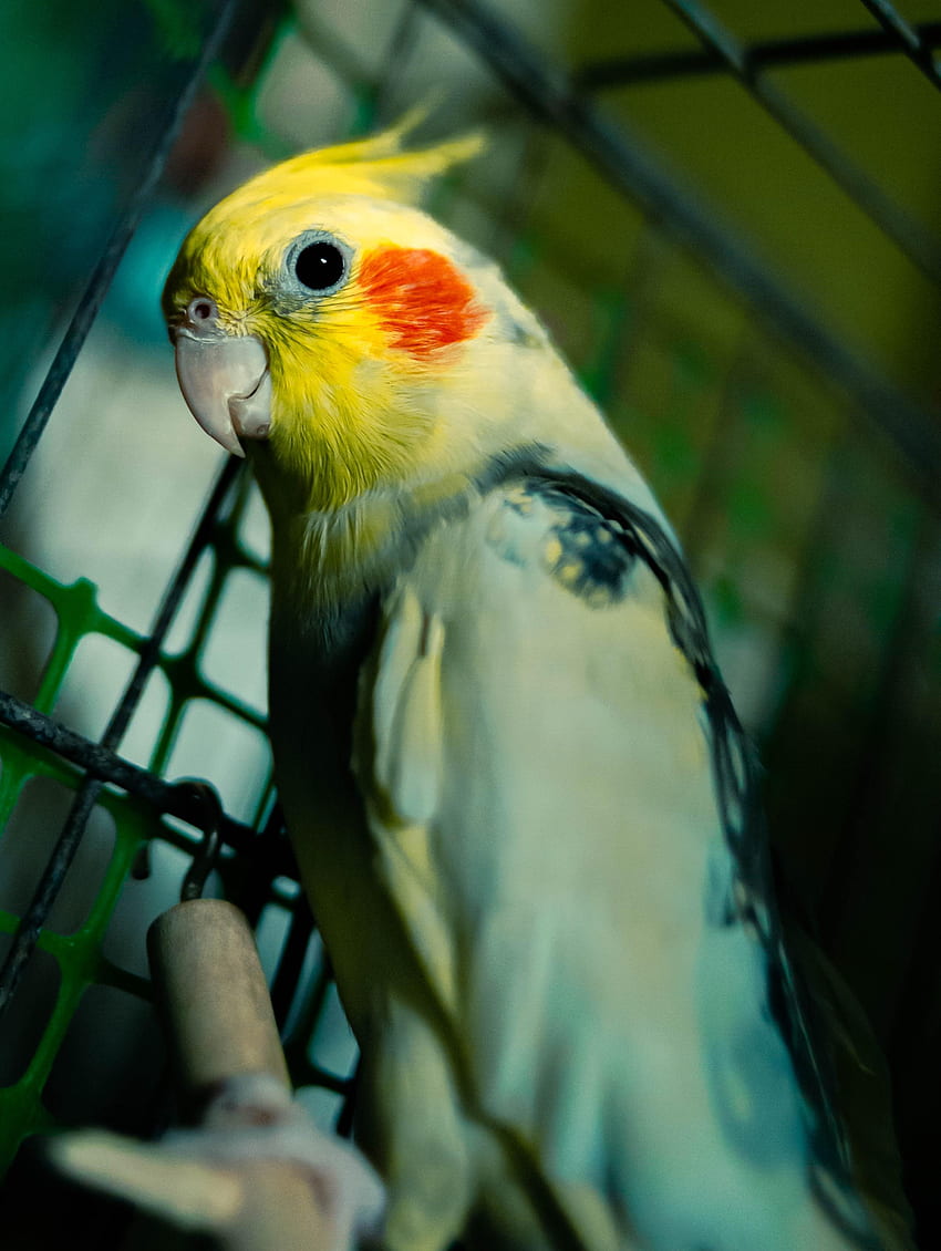 Cockatiel Photos Download The BEST Free Cockatiel Stock Photos  HD Images