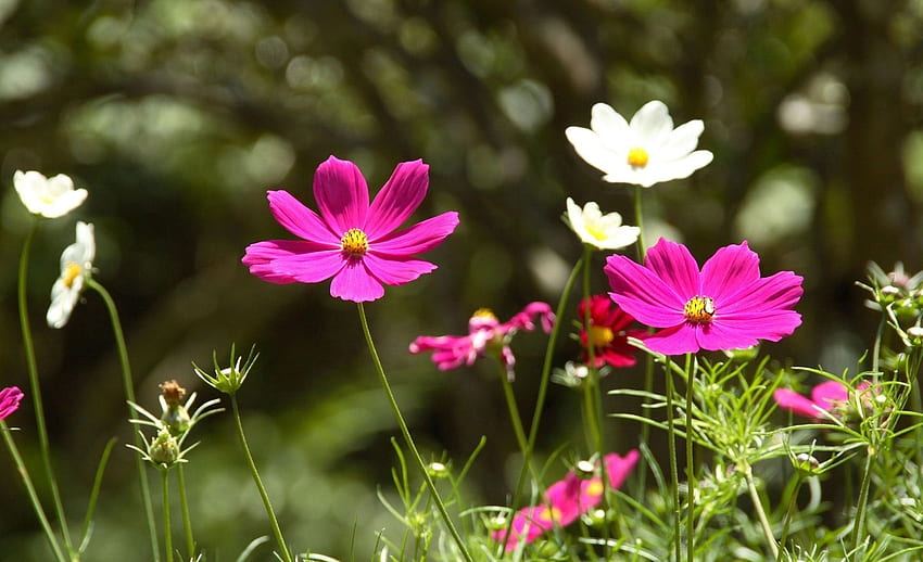 코스모스, 꽃, 국화과 자연 HD 월페이퍼