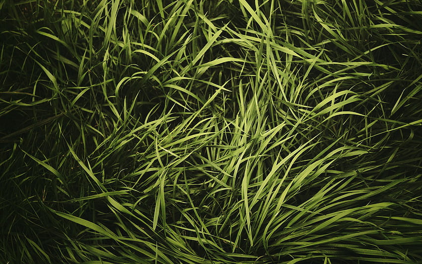 More Textures - Close Up Of Grass HD wallpaper