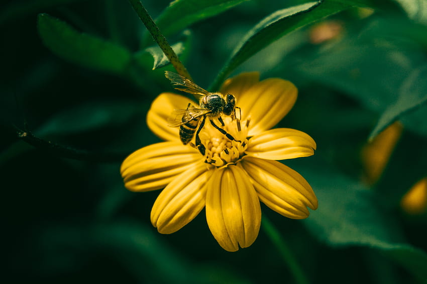 Flowers, Flower, Blur, Smooth, Bee, Pollination HD wallpaper