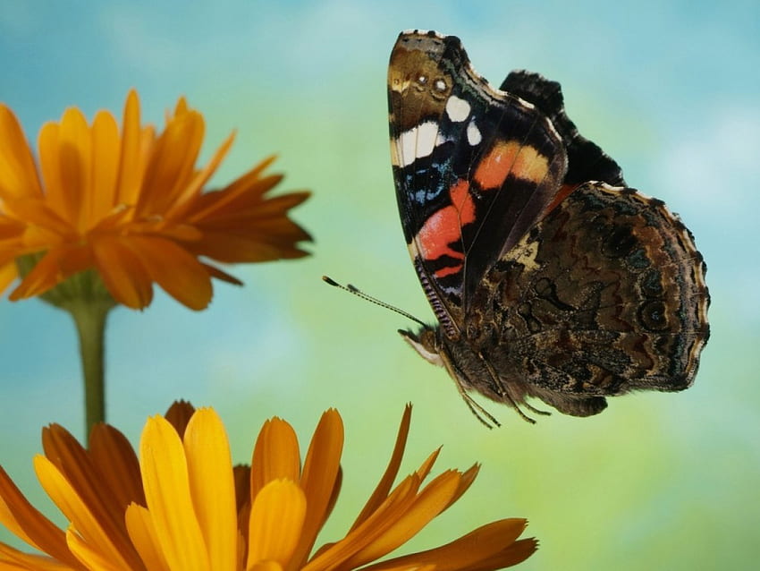 Red Admiral Butterfly, Delicate, wings, colours, pretty HD wallpaper