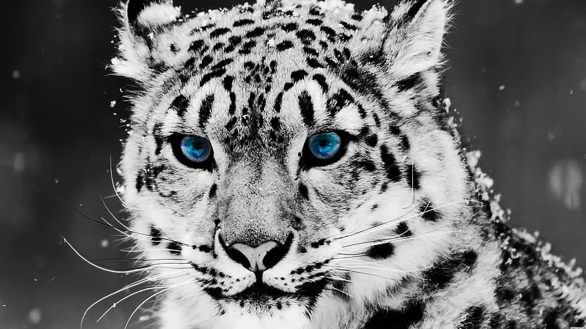 Winter, leopard, , snow, animals, eyes, sandbox, nature, blue HD wallpaper