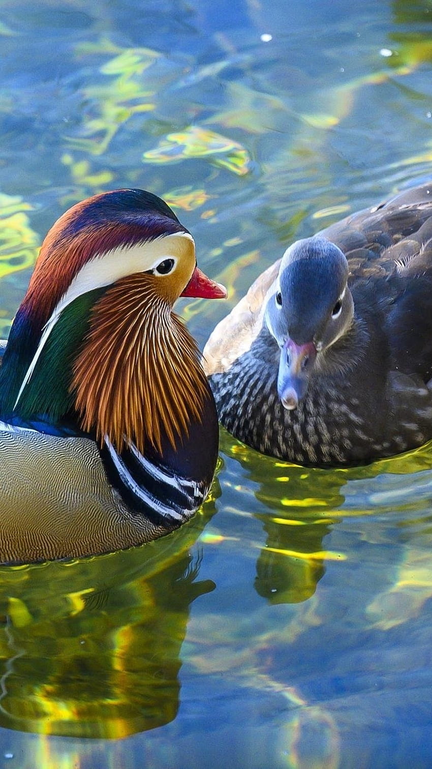 Mandarin Duck, Beautiful Couple, swim HD phone wallpaper | Pxfuel