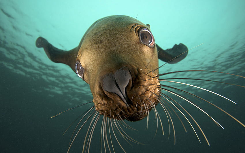 curious_seal, seal, sea, cute, marine, wet, underwater, funny, water, silly, ocean HD wallpaper