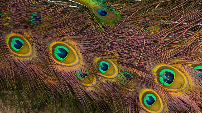 Background, Feather, Patterns, Texture, Textures, Peacock HD wallpaper