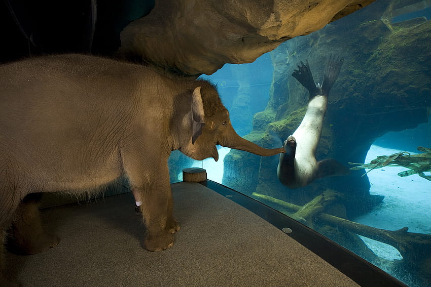 Zwierzęta, przyjaciele, słoń, foka Tapeta HD