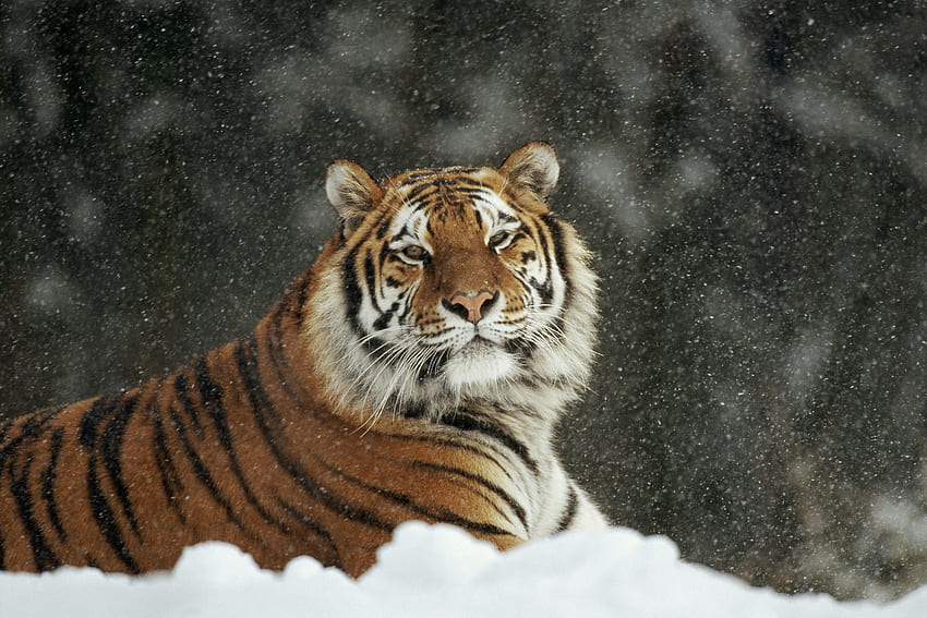 Hewan, Salju, Predator, Kucing Besar, Harimau, Hujan Salju Wallpaper HD