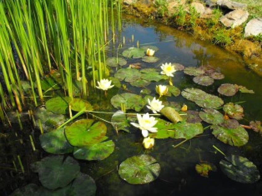 Water Lily, Water, Pond, Garden HD wallpaper