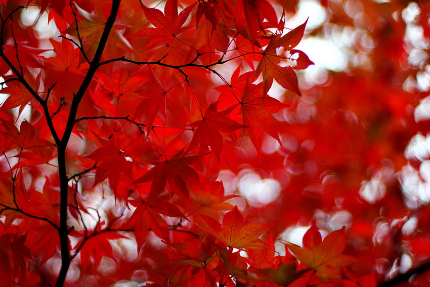 Nature, Leaves, Glare, Branches, Maple, Japanese Maple HD wallpaper