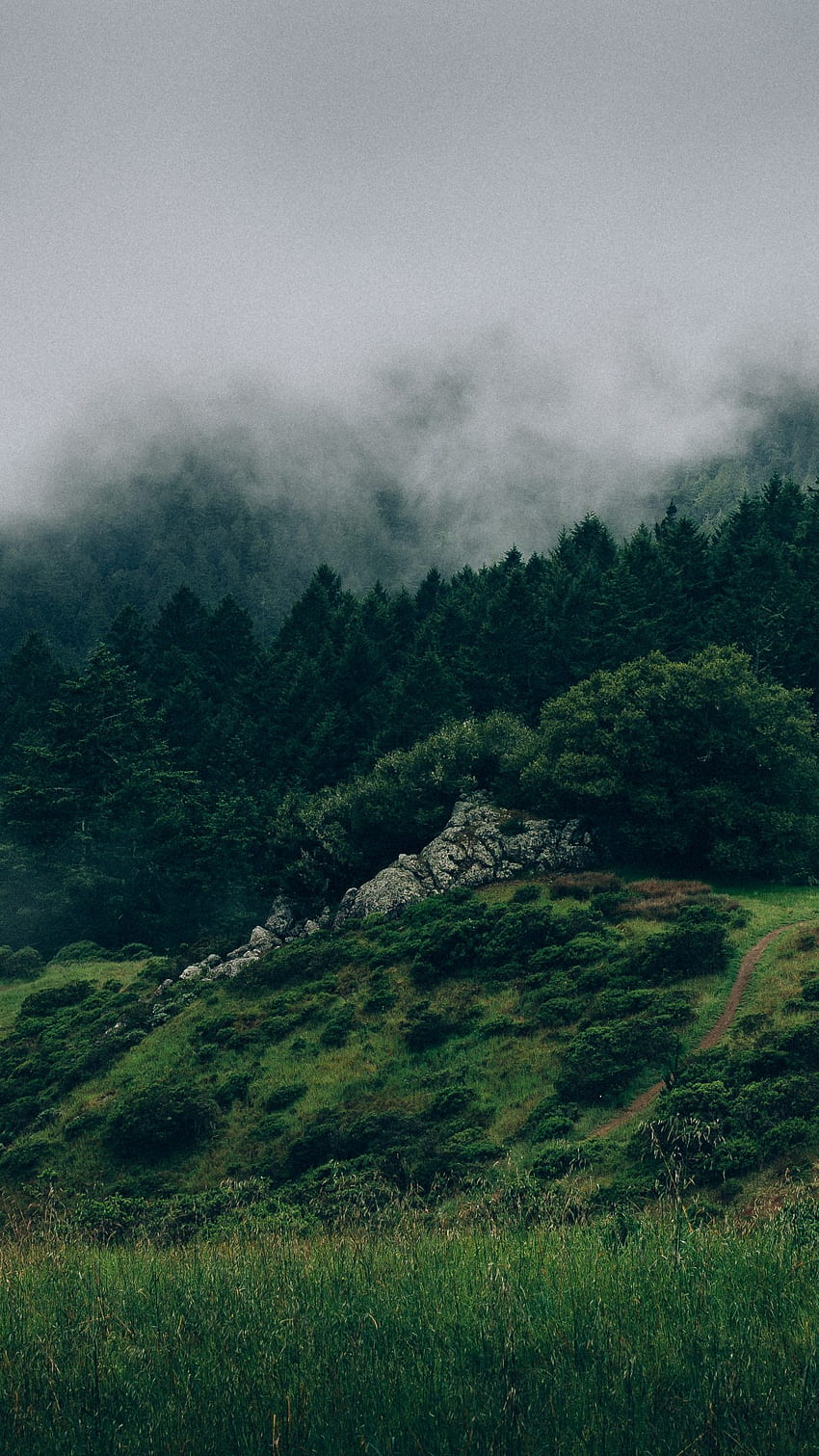 Wald, , , , Nebel, Hügel, Nebel, Natur, vertikaler Wald HD-Handy-Hintergrundbild