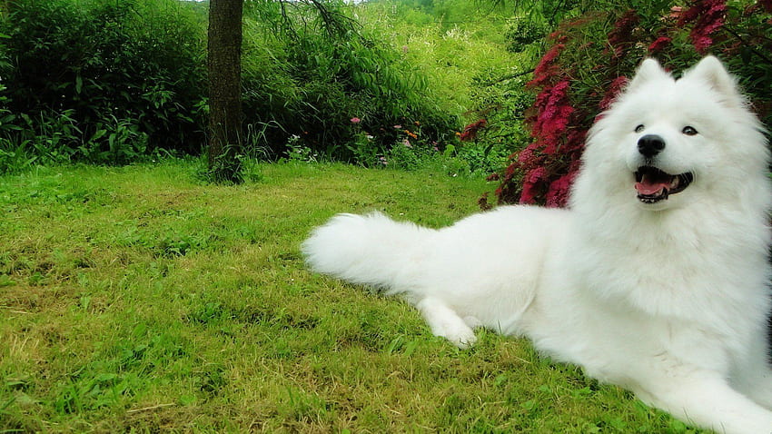 samoyed, Dog, Dogs, Canine / and Mobile Background HD wallpaper