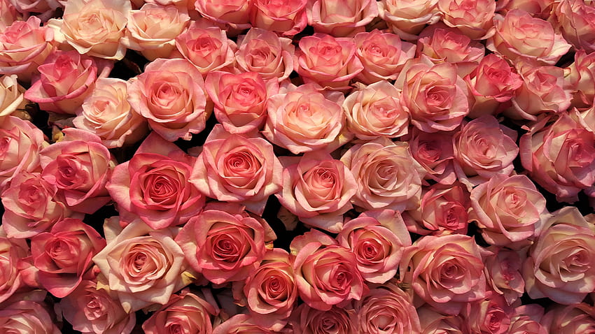 Pink roses, decorations, flowers HD wallpaper