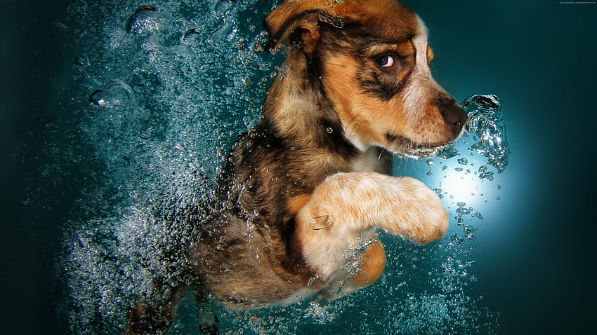 Border Collie, dog, underwater, cute animals, funny, Dogs Underwater HD wallpaper