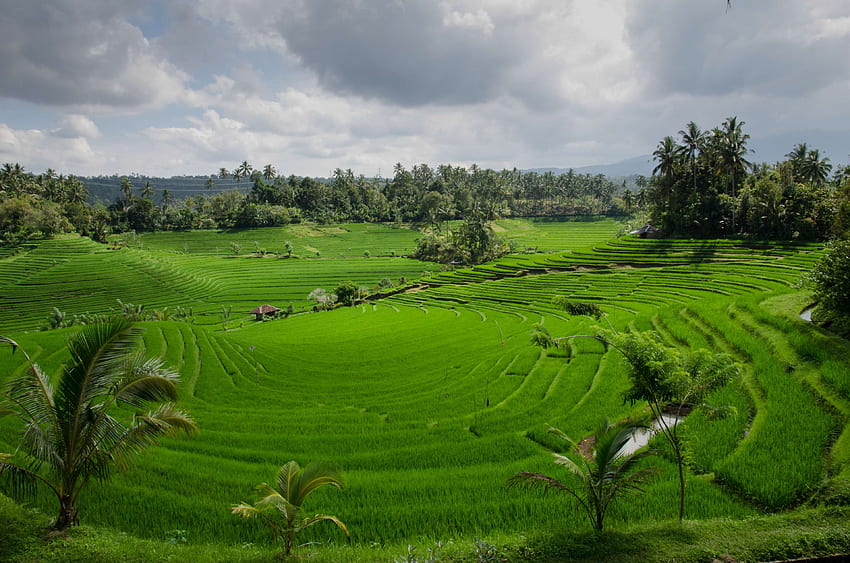 agriculture, asia, bali, clouds, cloudy, farm, green, indonesia, paddy field, rice HD wallpaper