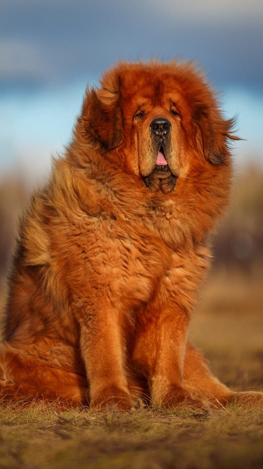 거대한 개 품종, 티베탄 마스티프 HD 전화 배경 화면