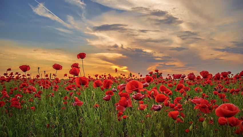 sunset, poppy, field, flowers, red, , , background, 559dad HD wallpaper