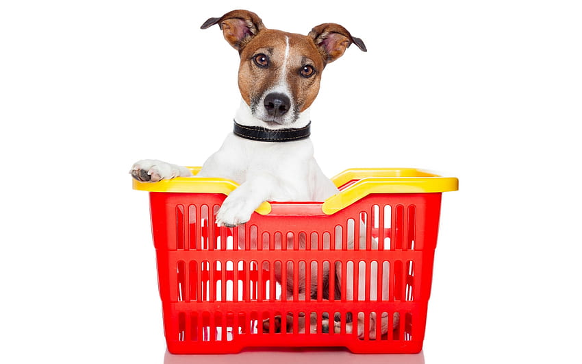 Día de compras, perro, blanco, jack russell terrier, canasta, compras, animal caine, rojo, divertido, tarjeta, caine fondo de pantalla
