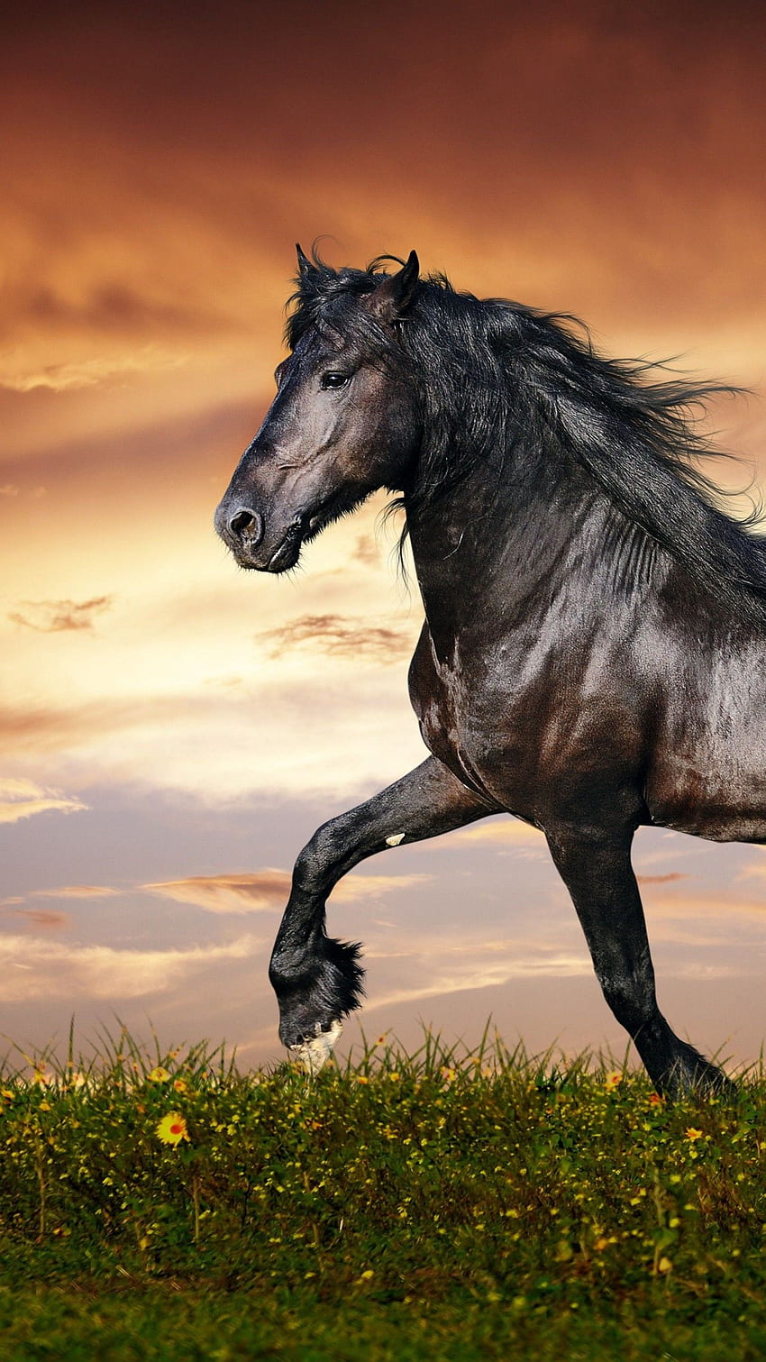 horse, , , hooves, mane, galloping, black, Horse Sunset HD phone wallpaper
