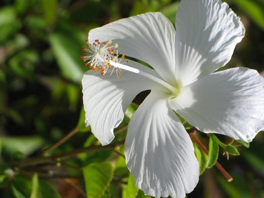 Fleur blanche, blanc, nature, jolie, fleur Fond d'écran HD