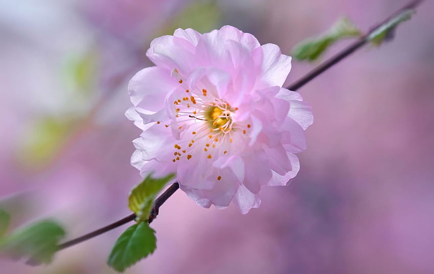 Spring Flower, Sakura, Nature, Pink, Cherry HD wallpaper