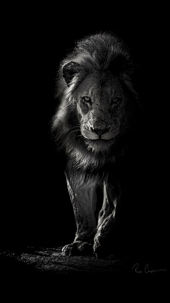 Lion on black background HD wallpapers | Pxfuel